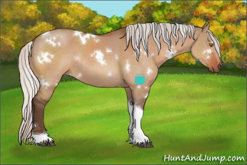 Horse Color:White Spotted Silver Bay Dun Tobiano Rabicano
