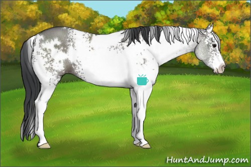 Horse Color:White Spotted Grullo Rabicano 