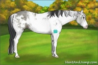 Horse Color:White Spotted Grullo Rabicano 