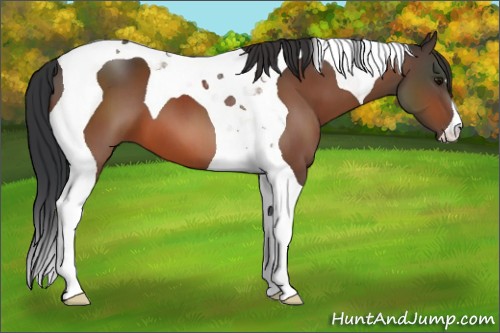 Horse Color:Bay Tobiano 