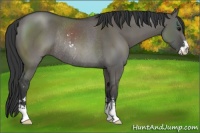 Horse Color:Grullo Sabino Rabicano