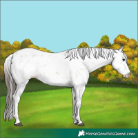 Horse Color:Buckskin Sabino Rabicano 