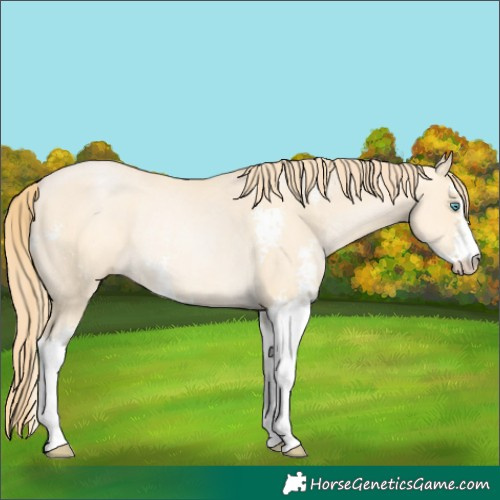 Horse Color:Buckskin Pearl Sabino Rabicano 
