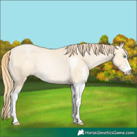 Horse Color:Buckskin Pearl Sabino Rabicano