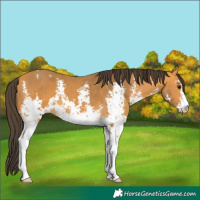 Horse Color:Buckskin Sabino 
