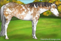 Horse Color:Buckskin Sabino Rabicano