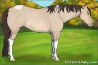 Horse Color:Amber Champagne Dun Tobiano Rabicano 