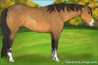 Horse Color:Buckskin Sabino Rabicano
