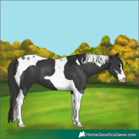 Horse Color:Black Sabino Tobiano 