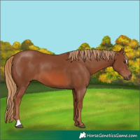 Horse Color:Chestnut Sabino