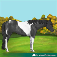 Horse Color:Black Tobiano Rabicano