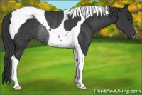 Horse Color:Black Tobiano Rabicano 