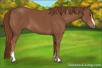 Horse Color:Chestnut Sabino 