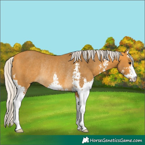 Horse Color:Silver Buckskin Sabino Rabicano 