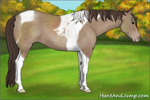 Horse Color:Classic Champagne Tobiano 