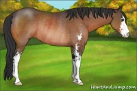 Horse Color:Brown Sabino Rabicano 