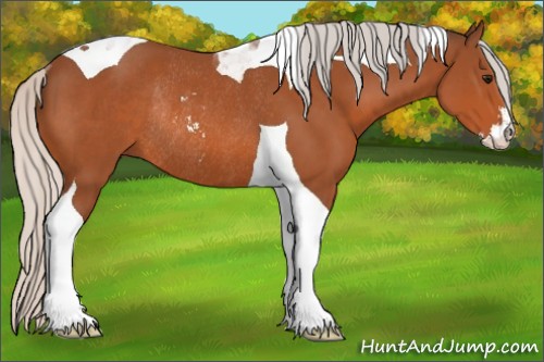 Horse Color:Silver Bay Sabino Tobiano Rabicano 