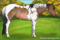 Horse Color:Bay Tobiano Rabicano 