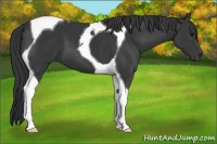 Horse Color:Black Tobiano
