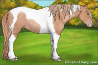 Horse Color:Gold Champagne Tobiano Rabicano