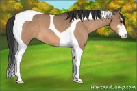 Horse Color:Brown Dun Sabino Tobiano 