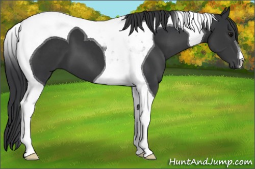 Horse Color:Black Tobiano