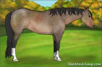 Horse Color:Brown Dun