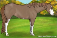 Horse Color:Liver Red Dun Sabino 
