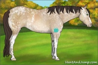 Horse Color:White Spotted Sable Cream Champagne Ice Rabicano