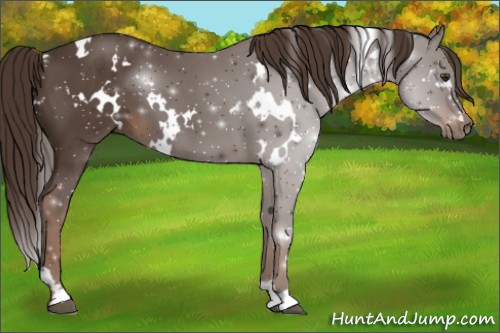 Horse Color:White Spotted Liver Chestnut 