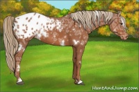 Horse Color:White Spotted Chestnut Ice Sabino Appaloosa 