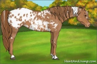 Horse Color:White Spotted Chestnut Blanket