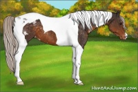 Horse Color:Silver Buckskin Tobiano Appaloosa