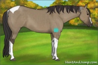 Horse Color:Smoky Grullo Sabino Tobiano 