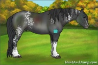 Horse Color:White Spotted Black Sabino
