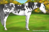 Horse Color:White Spotted Black Splash Appaloosa 