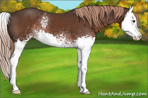 Horse Color:White Spotted Liver Chestnut Splash 