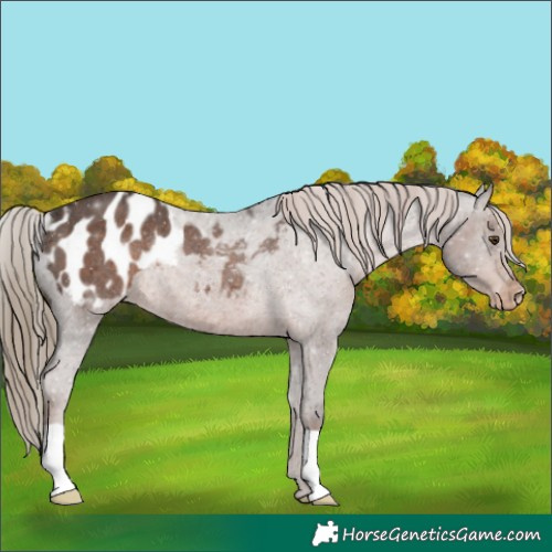 Horse Color:Liver Chestnut Appaloosa Rabicano 