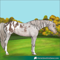 Horse Color:Liver Chestnut Appaloosa Rabicano 
