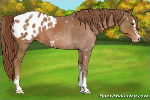 Horse Color:Chestnut Sabino Appaloosa 