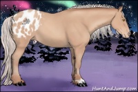 Horse Color:Silver Amber Champagne Appaloosa