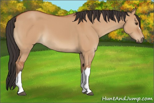 Horse Color:Bay Dun 