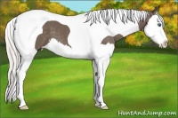 Horse Color:Silver Black Splash Tobiano 