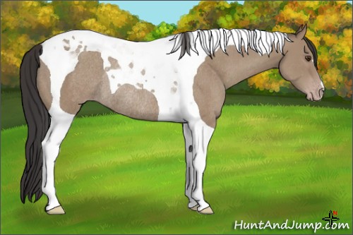 Horse Color:Classic Champagne Tobiano Rabicano