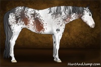 Horse Color:White Spotted Brown