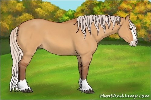 Horse Color:Chocolate Silver Buckskin Dun Splash 