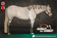 Horse Color:Liver Red Dun Roan Rabicano 