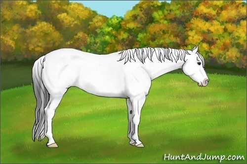 Horse Color:Brown Dun Sabino Rabicano