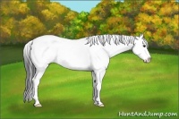 Horse Color:Brown Dun Sabino Rabicano