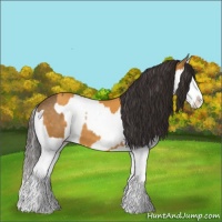 Horse Color:Buckskin Splash  and Buckskin Splash 